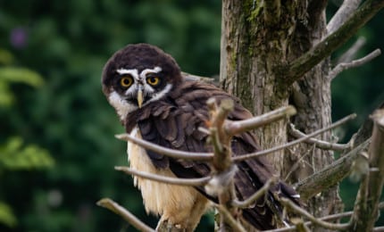 Chouette à lunettes