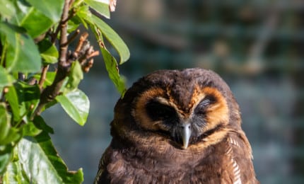 Chouette leptogramme