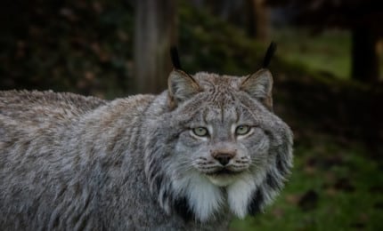 Lynx du Canada