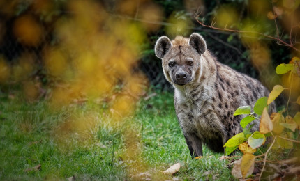 Photo de Dominique Giraud de notre hyène tachetée.