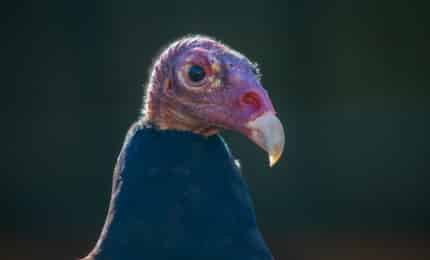 Urubu à tête rouge