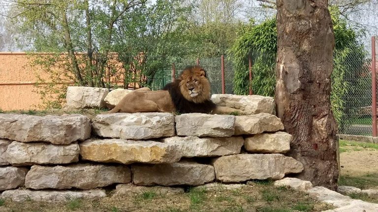 Lion lying on rocks.