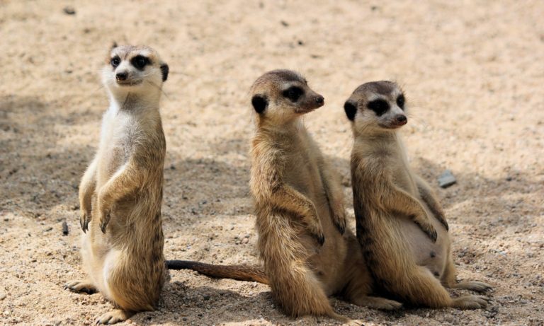 Trois suricates assis sur leur postérieur en position de surveillance.