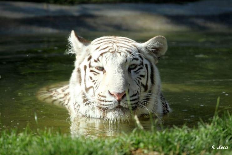 Portrait D'un Paon Blanc Qui Attrape Le Soleil Sur Ses Plumes