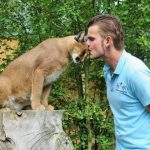 Un caracal placé sur un tronc à hauteur d'homme. Le soigneur lui fait un baiser sur son front.