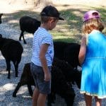 Enfants, dans la mini ferme du zoo Le Domaine des Fauves, avec les moutons d'Ouessant.