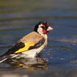 Chardonneret au bain. Il présente les coloris suivantes : rouge vers le bec, jaune, brun et noir sur les ailes. Son bec est clair et il fonce sur son extrémité.