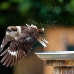 Kookaburra in flight during the bird show.