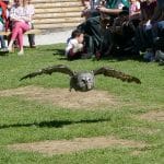 Vol d'une chouette lapone rasant le sol au cours du vol des oiseaux "Prédateurs des cieux".