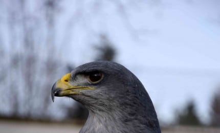 Portrait d'un aigle bleu du Chili.