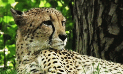 Photo gros plan d'un guépard allongé dans l'herbe qui regarde vers la gauche.