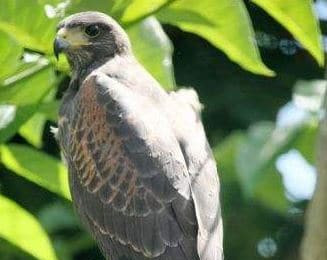 Photo d'une buse de harris vue de dos. Son plumage est gris et roux.