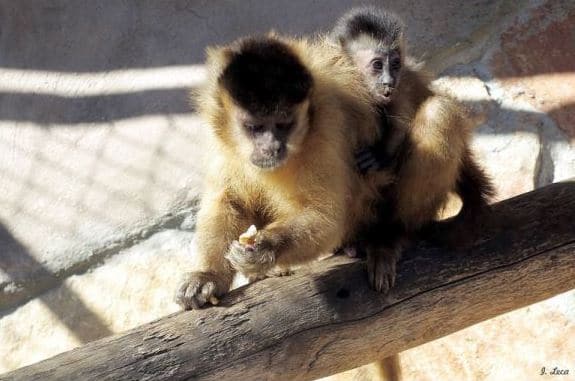 Capuchin on a wooden branch carrying its young on its back.