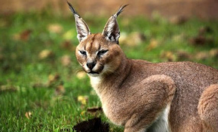 Photo d'un caracal couché sur le sol en appui sur ses pattes avant. Il a un pelage court et dense jaune-brun ou roux.