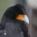 Portrait of a mountain caracara. Its plumage is black and the base of its bill is yellow-orange. Its beak is bluish grey.