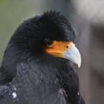 Portrait d' un caracara des montagnes. Son plamage est noir et la base de son bec est jaune-orange. Son bec est gris bleuté.