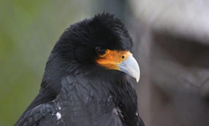 Portrait of a mountain caracara. Its plumage is black and the base of its bill is yellow-orange. Its beak is bluish grey.