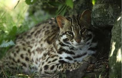 Chat léopard du Bengale couché sous un arbre. Son pelage est d'un ton gris-fauve à un orange-doré vif. Les couleurs des taches vont du noir au brun plus foncé. voire rougeâtre.