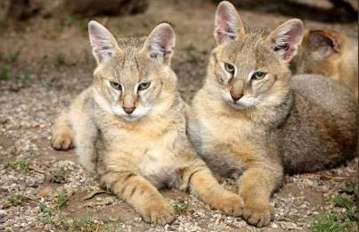 Couple de chat des marais allongé sur le sol. son pelage est de couleur brun sable et gris-fauve.