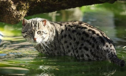 Chat pêcheur dans l'eau de son bassin. De couleur gris-bleu il est tacheté de couleur foncée.