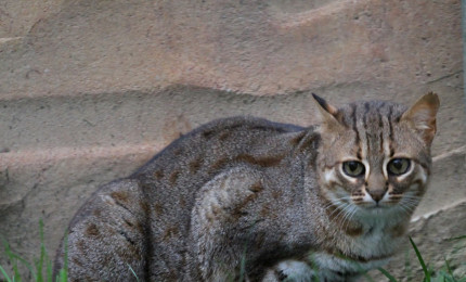 Photo d'un chat rubigineux en position couché. Le pelage du chat Rubigineux sur le dos et les flancs est de couleur grise parsemé de tâches de couleur rouille. La base de la tête et des pattes ont des rayures noires.