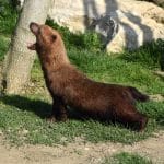 Photo d'un chien des buissons s'étirant et baillant sa gueule ouverte. Il est placé du côté gauche. Son pelage est brun et il est court sur pattes.