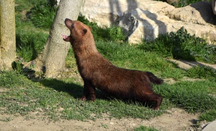 Photo d'un chien des buissons s'étirant et baillant sa gueule ouverte. Il est placé du côté gauche. Son pelage est brun et il est court sur pattes.