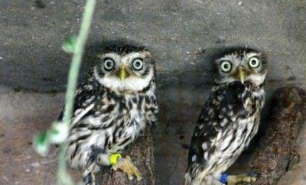 2 chouettes chevêches perchées chacune sur une branche différente. Son plumage est brun et gris, tacheté de blanc. Elle possède également de grands yeux jaunes, surmontés de sourcils épais.