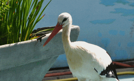 Cigogne blanche.