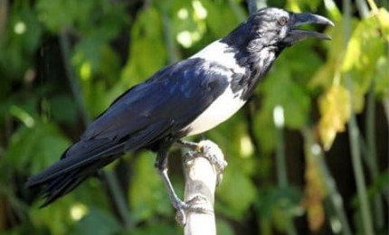 Corbeau pie perché sur une branche côté droit, son plumage est noir et blanc.