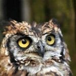 Photo of the head of an African long-eared owl.