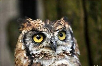 Photo of the head of an African long-eared owl.