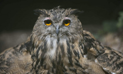 Photo de Jean-Marc Ferré d'un hibou grand duc d'Europe.