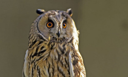 Portrait d'un hibou moyen duc vue de face. Son plumage est tacheté de brun/jaune et rayé de noir, blanc et gris.