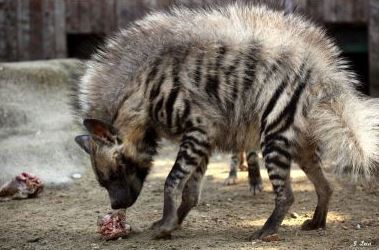 Photo d'une hyène rayée en train de manger un morceau de viande.