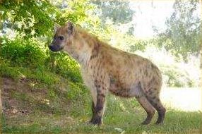 Photo de profil d'une hyène tachetée crocuta.