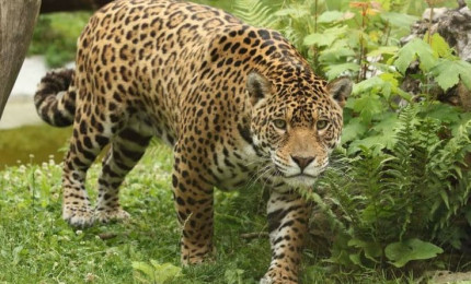 Jaguar au sol contre les feuillages. Il avance comme pour se saisir d'une proie. La couleur de son pelage varie du jaune au orange et se pare de tâches aux contours noirs appelées « rosettes ».