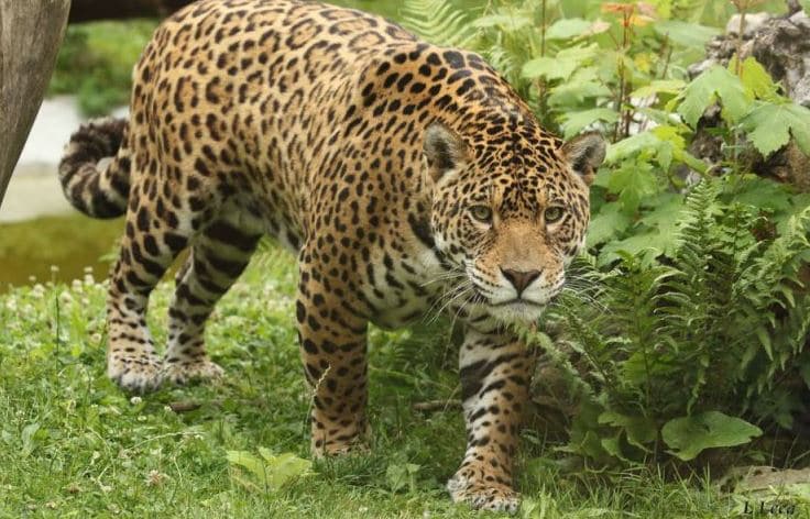 Jaguar au sol contre les feuillages. Il avance comme pour se saisir d'une proie. La couleur de son pelage varie du jaune au orange et se pare de tâches aux contours noirs appelées « rosettes ».