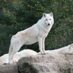 Several white Alaskan wolves on a rock, one of which is standing on its front legs, dominating.
