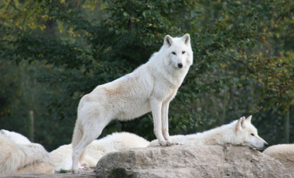 Several white Alaskan wolves on a rock, one of which is standing on its front legs, dominating.