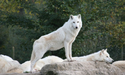 Plusieurs loups blanc d'Alaska sur un rocher dont un est debout sur ses pattes avant, il domine.