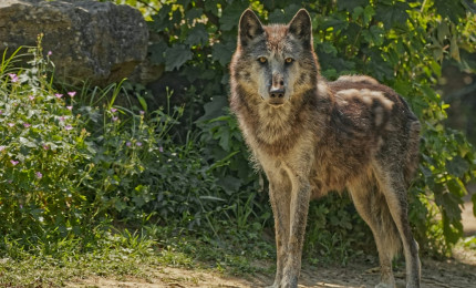 Photo de Dominique Giraud d'un loup de Macenzie debout.