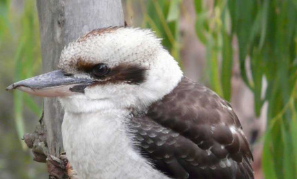 Portrait of a kookaburra, also called a giant kingfisher.