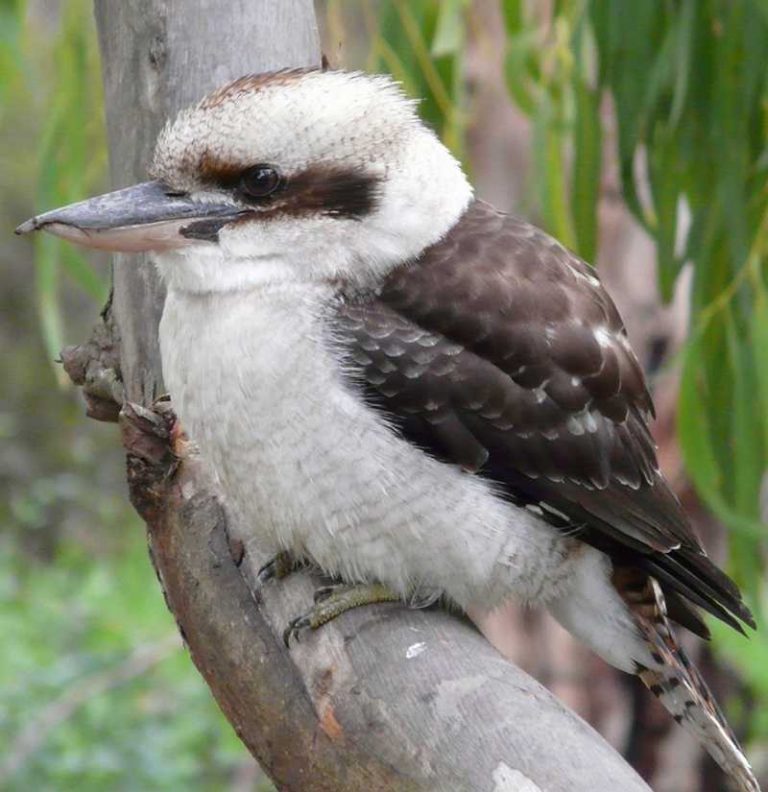 Portrait of a kookaburra, also called a giant kingfisher.