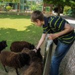Child feeding popcorn to Ushant sheep.