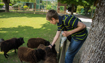 Child feeding popcorn to Ushant sheep.