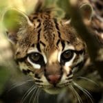 Portrait de la tête d'un ocelot. Son pelage est de couleur fauve tachetée comme celle d'un léopard.