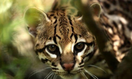 Portrait de la tête d'un ocelot. Son pelage est de couleur fauve tachetée comme celle d'un léopard.