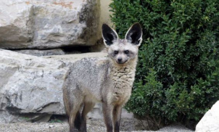 Otocyon debout dans son enclos. Son pelage est gris, l'extrémité de ses pattes sont plus foncée. Il se caractérise par ses grandes oreilles.