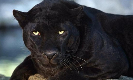 Photo portrait de la tête d'une panthère noire allongée.